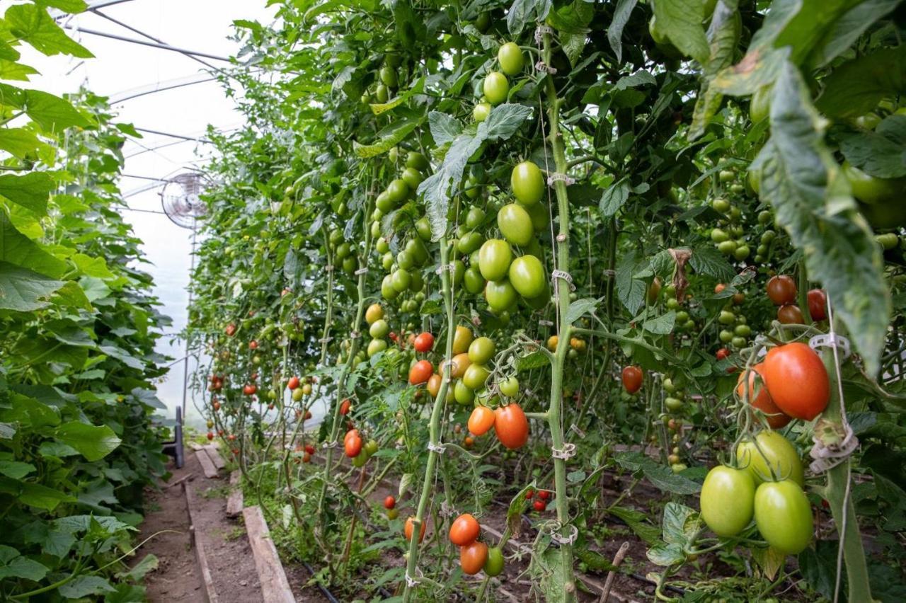 La Vieille Ferme, Ecogite Saint-Fulgence Exteriér fotografie