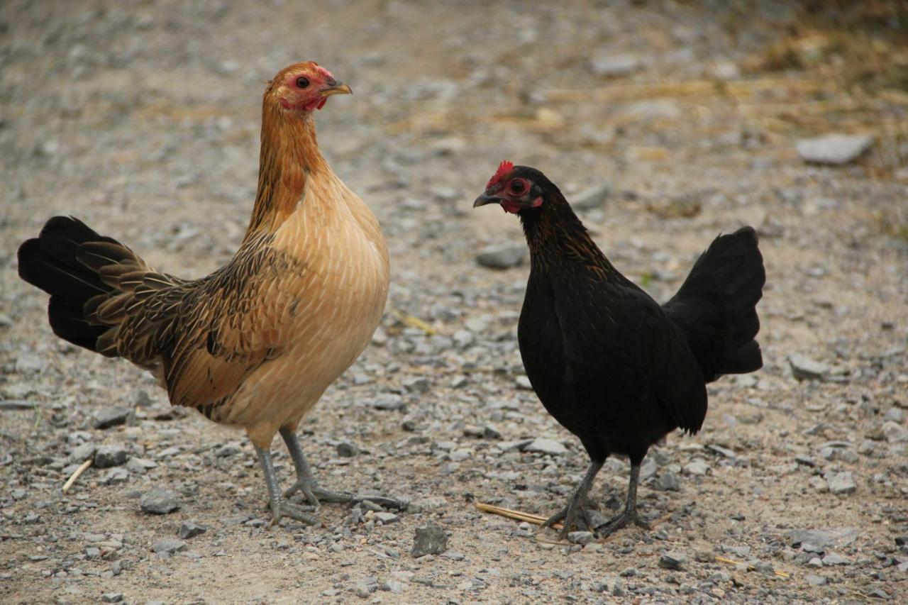 La Vieille Ferme, Ecogite Saint-Fulgence Exteriér fotografie