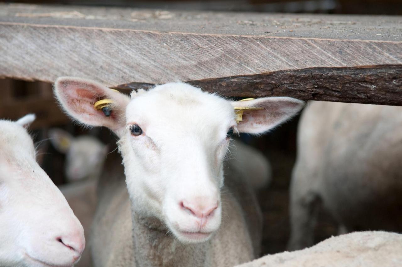 La Vieille Ferme, Ecogite Saint-Fulgence Exteriér fotografie